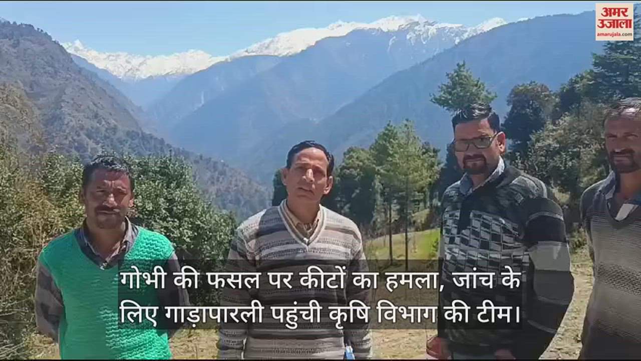 VIDEO : Insect attack on cabbage crop, agriculture department team reached Gadaparli for investigation.