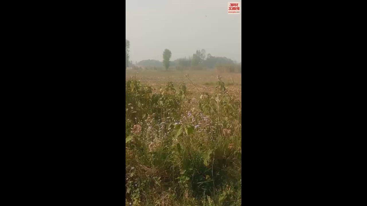 VIDEO : लखीमपुर खीरी में बीच सड़क पर बाघ ने राहगीरों पर किया हमला, स्कूटी सवार दो लोग घायल