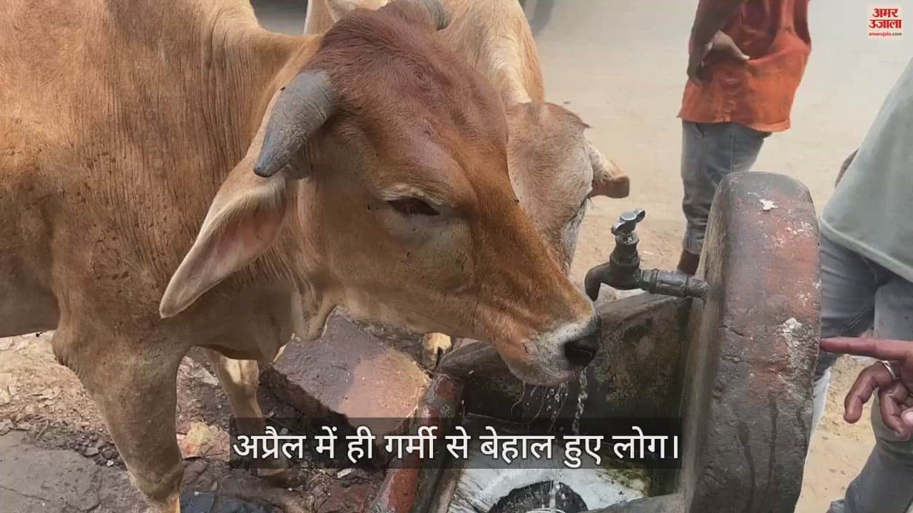 VIDEO : People AND cows drinking water from the tap video viral in varanasi