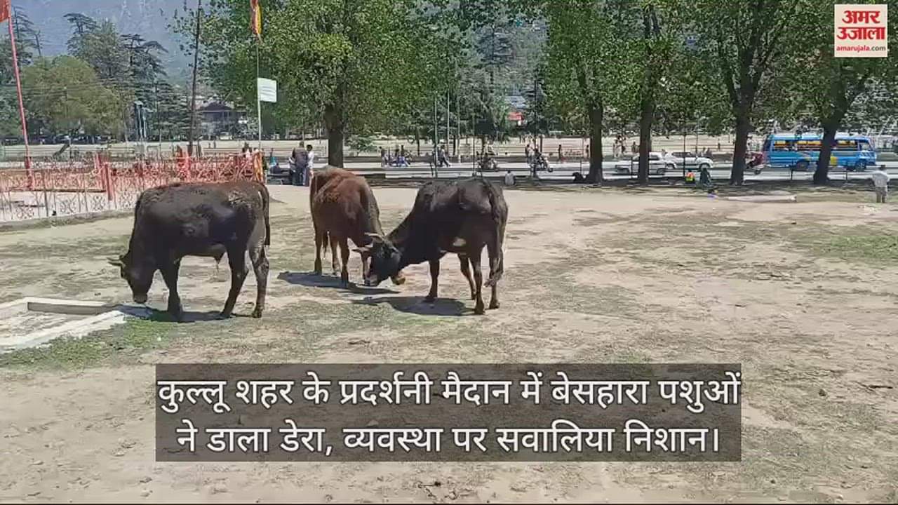 VIDEO : Destitute animals camped in the exhibition grounds of Kullu city, question mark on the system