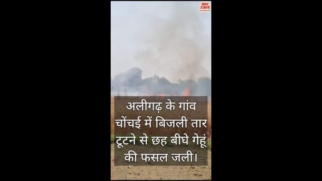 VIDEO : अलीगढ़ के गांव चोंचई में बिजली तार टूटने से छह बीघे गेहूं की फसल जली