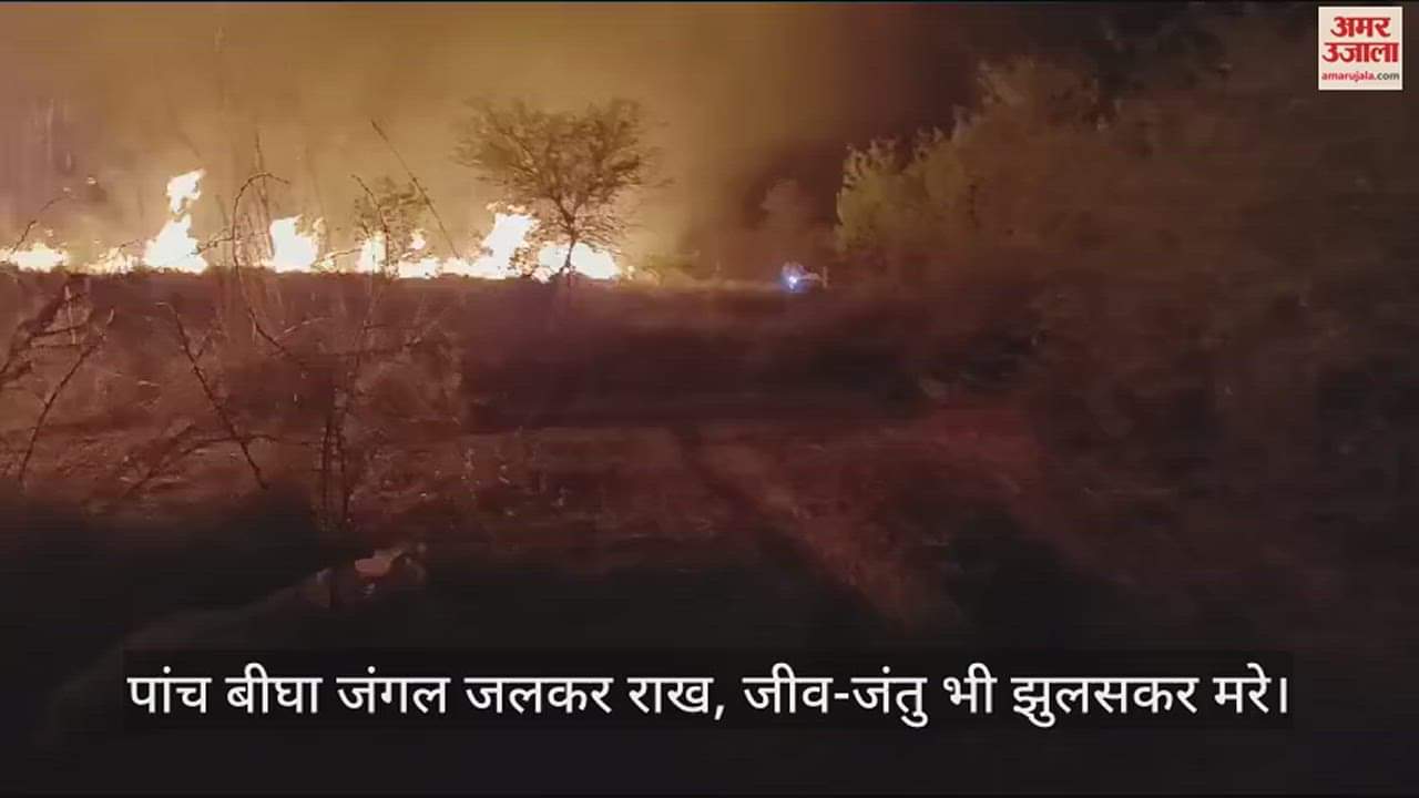 VIDEO : कानपुर में जंगल जलकर खाक...अज्ञात कारणों से लगी थी आग, फायर ब्रिगेड की तीन गाड़ियों ने घंटों में पाया काबू