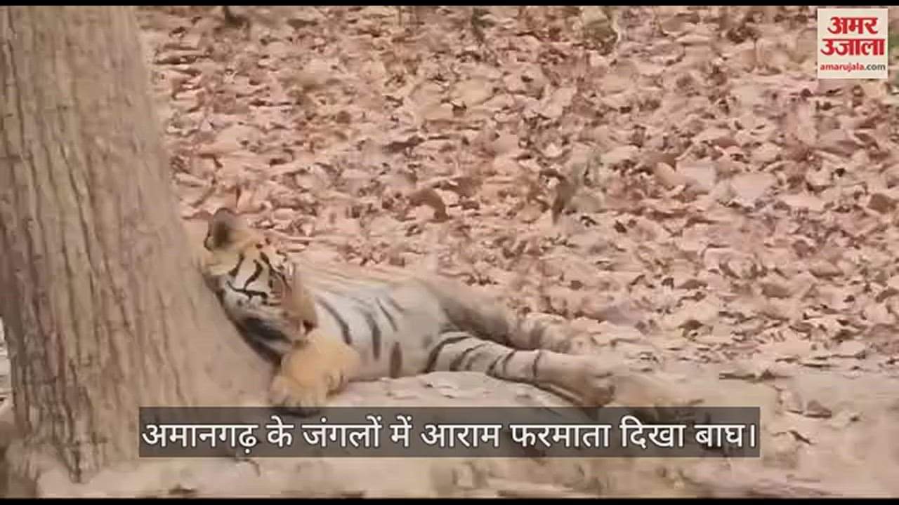 पेड़ के नीचे आराम करता टाइगर