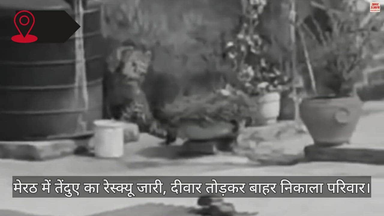 मेरठ में तेंदुआ