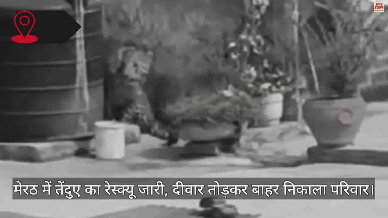 मेरठ में तेंदुआ