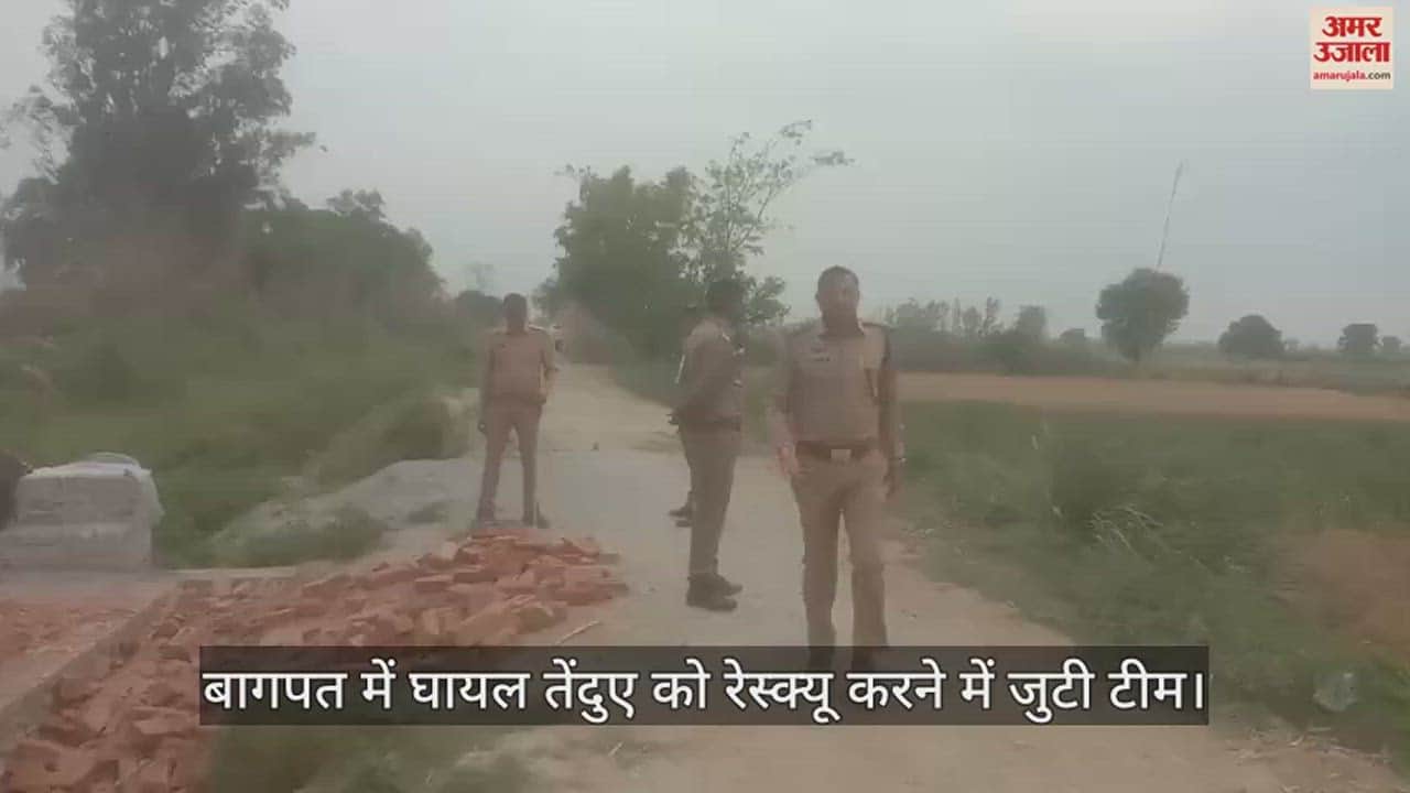 VIDEO : बागपत में हाईवे पर घायल पड़ा मिला तेंदुआ, रेस्क्यू कराने में जुटी टीम