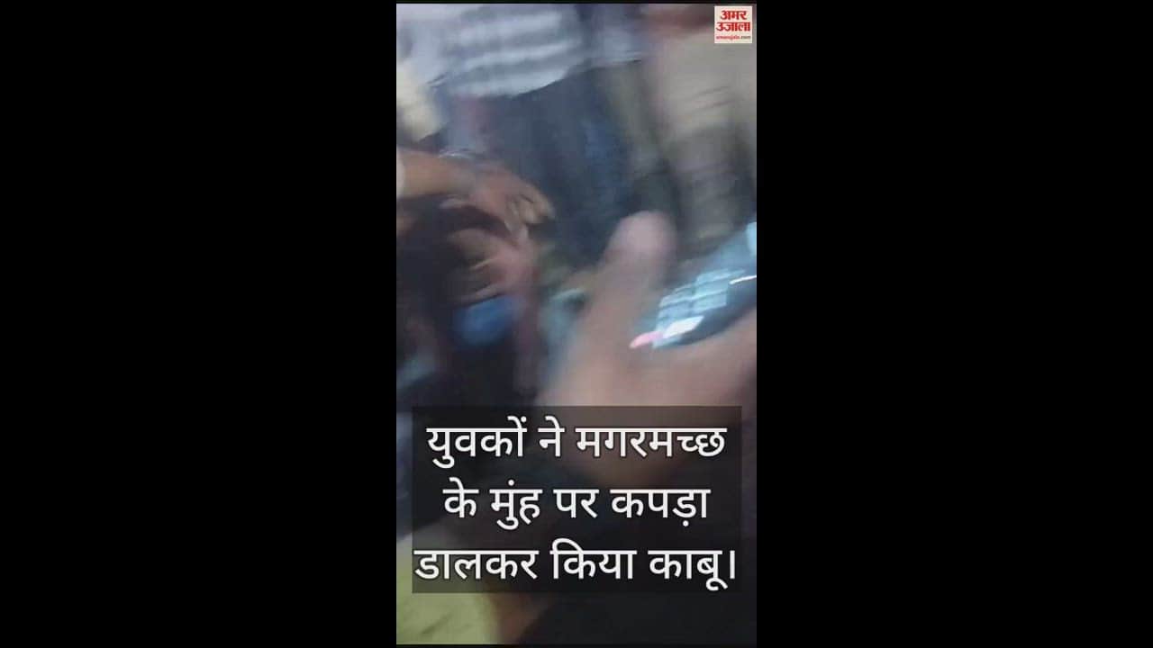 VIDEO : कानपुर के अखंड आश्रम में निकला आठ फीट का मगरमच्छ, इलाके में मचा हड़कंप...देखिए युवकों ने कैसे किया काबू