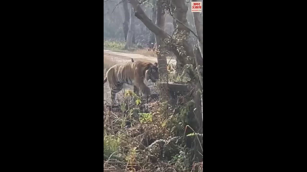 VIDEO : पीलीभीत टाइगर रिजर्व में बाघ का लंगड़ाते हुए वीडियो वायरल, जांच में जुटा वन विभाग