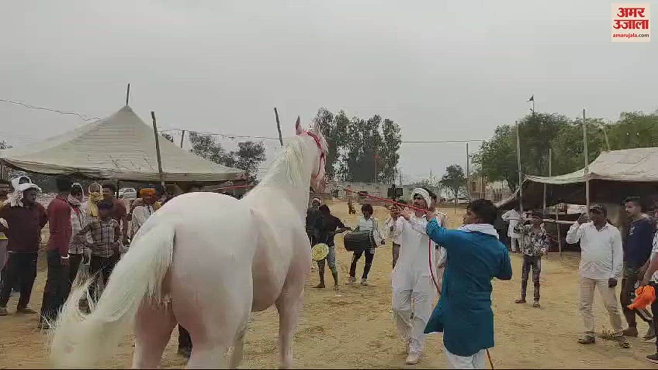 VIDEO : लग्जरी गाड़ियों से भी ज्यादा है चेतक और बादशाह की कीमत, बेचने को तैयार नहीं मालिक