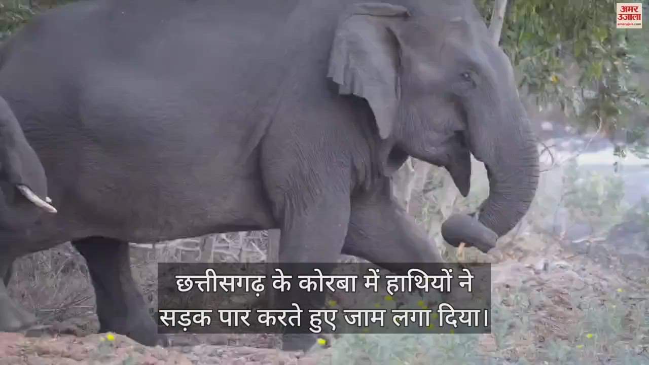 VIDEO : group of elephants on chhattisgarh korba road