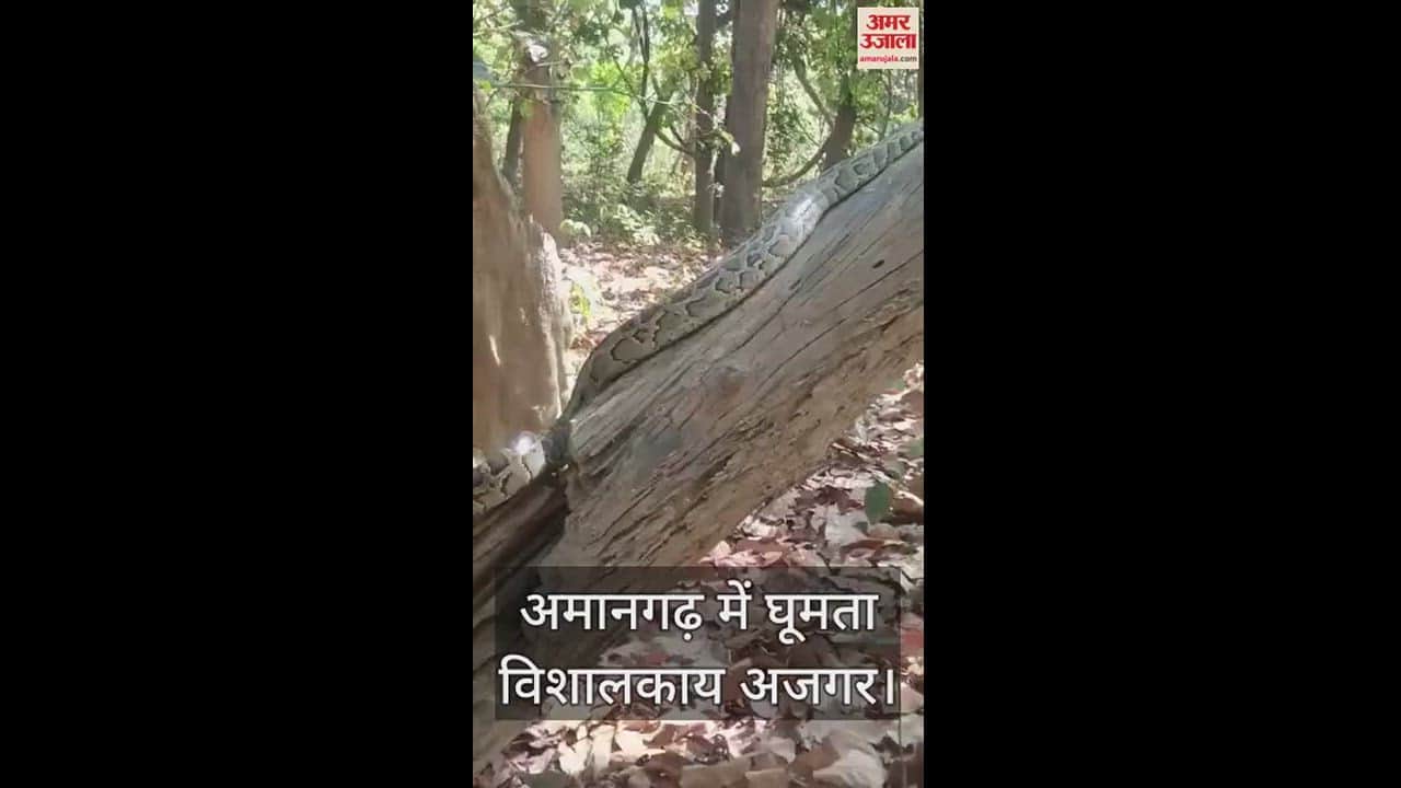 अजगर