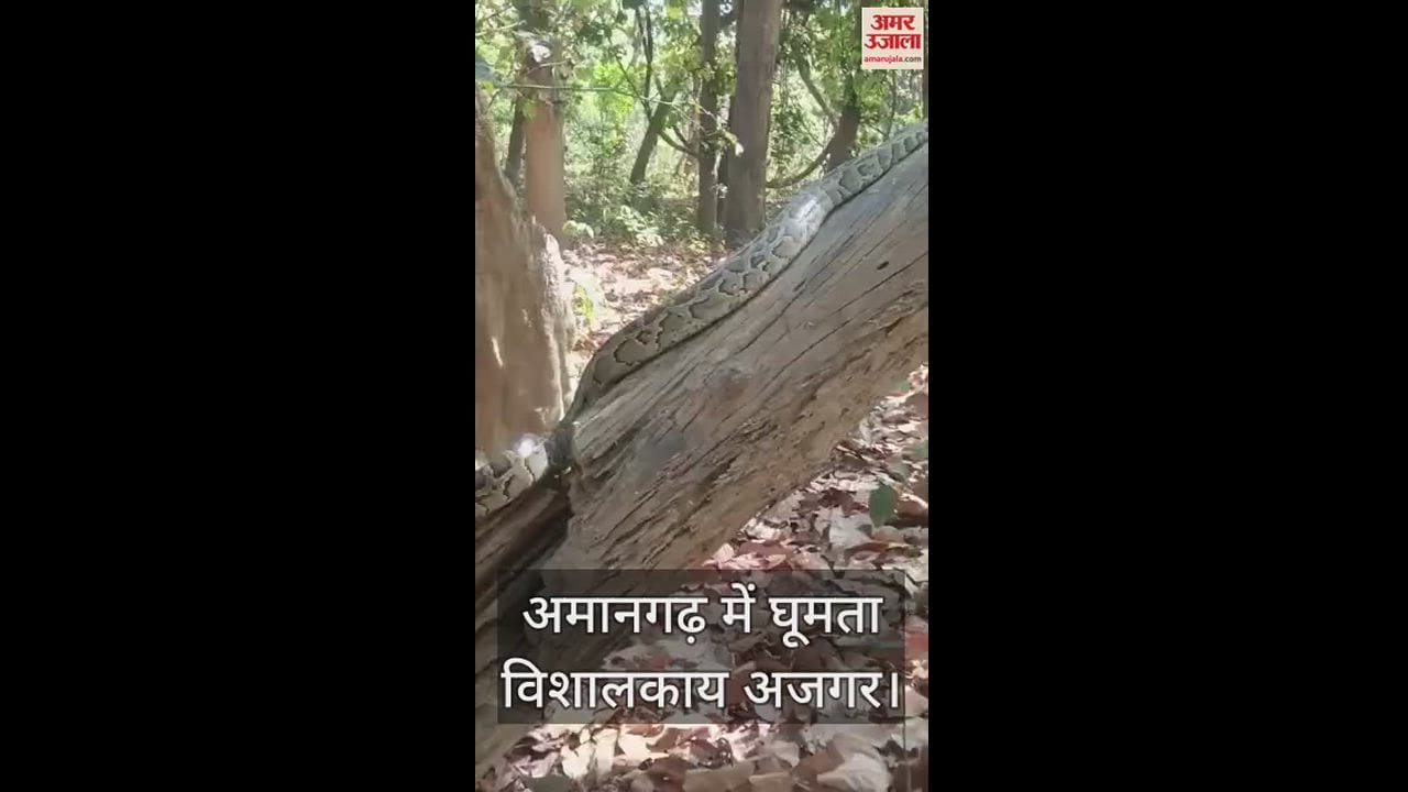 अजगर