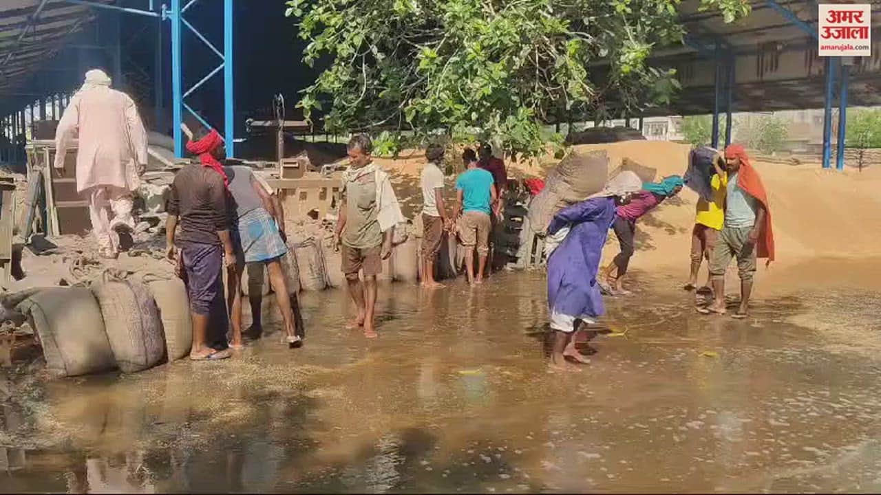 VIDEO : Wheat Kept Under Open Sky Were Soaked By Overnight Rain In Bhiwani