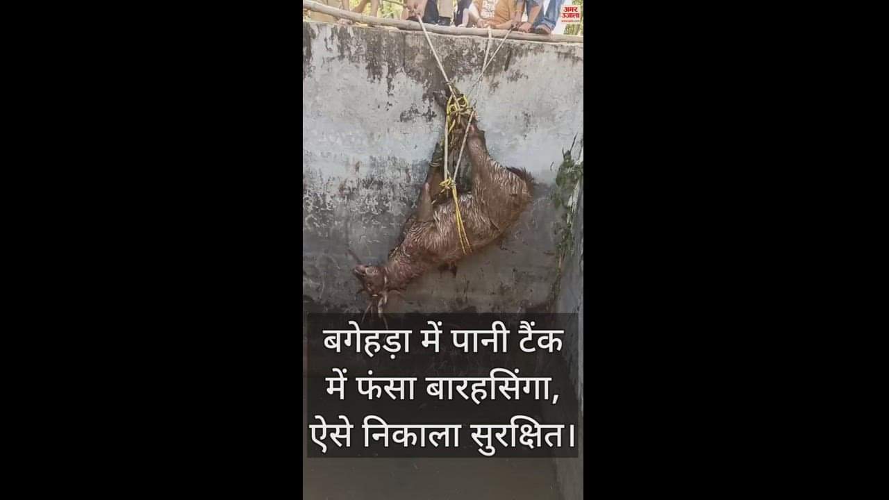 VIDEO : Deer stuck in water tank in Baghera, rescued safely like this