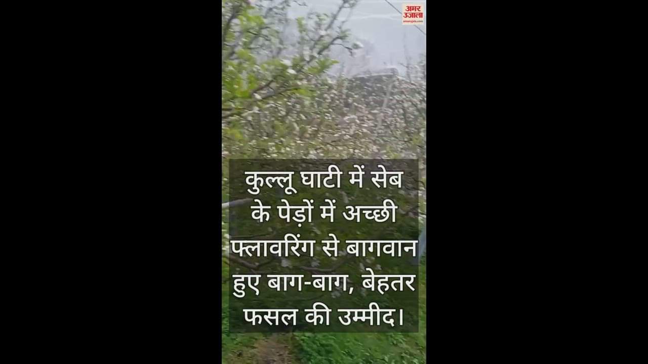 VIDEO : Due to good flowering of apple trees in Kullu Valley, gardeners are happy with the hope of better crop.