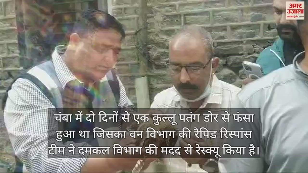 VIDEO : Owl was trapped by kite string in Chamba for two days rapid response team of forest department rescued it