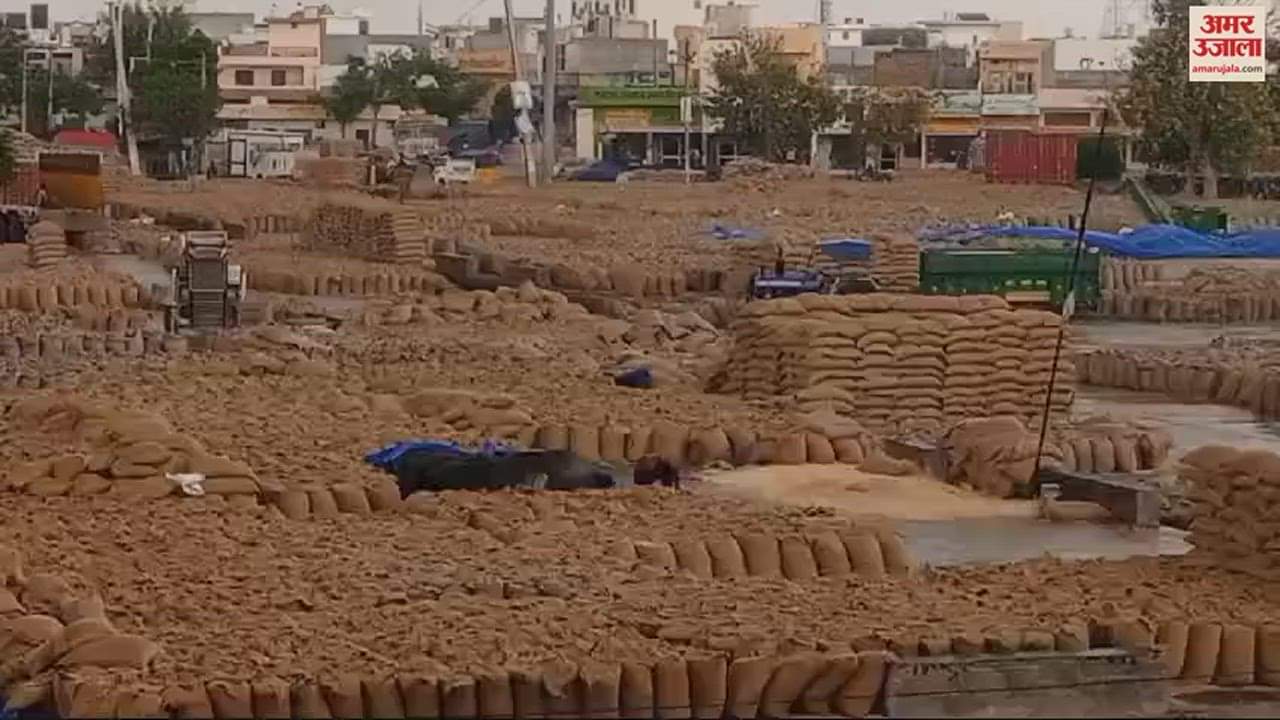 VIDEO : कुरुक्षेत्र में मौसम बदला, बूंदाबांदी से अनाज मंडी में पड़ा लाखों क्विंटल गेहूं भीगा
