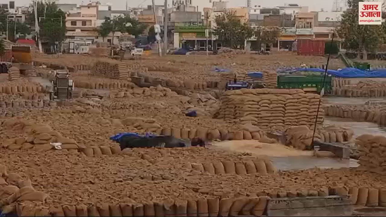 VIDEO : कुरुक्षेत्र में मौसम बदला, बूंदाबांदी से अनाज मंडी में पड़ा लाखों क्विंटल गेहूं भीगा