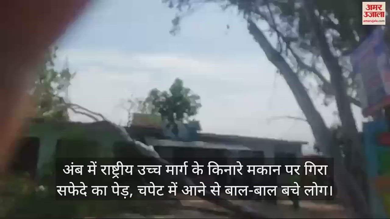 VIDEO : A safeda Eucalyptus tree fell on a house along the nh in Amb, people narrowly escaped being hit.