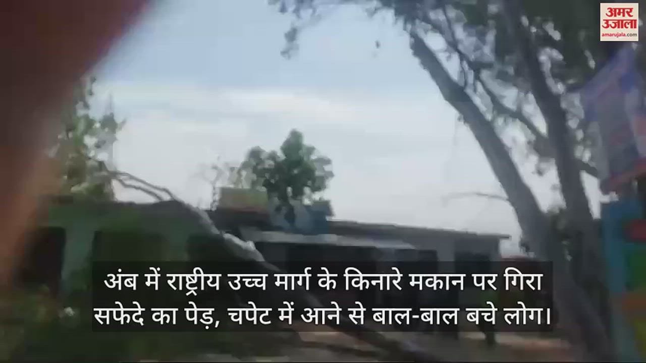 VIDEO : A safeda Eucalyptus tree fell on a house along the nh in Amb, people narrowly escaped being hit.