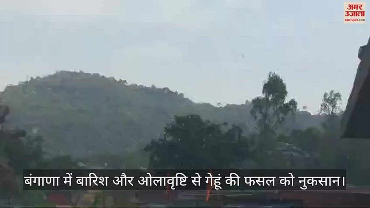 VIDEO : Wheat crop damaged due to rain and hailstorm in Bangana