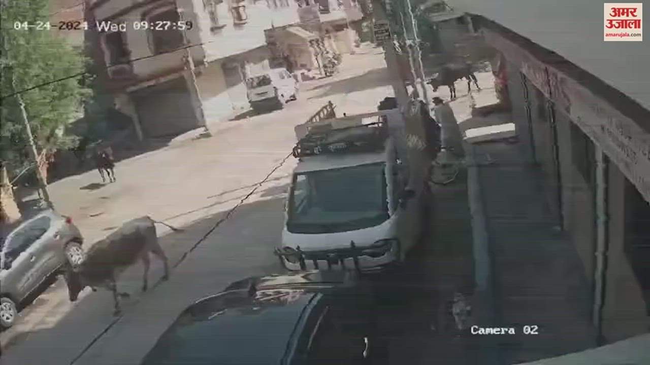 VIDEO : अंबाला में बेसहारा गोवंश ने बुजुर्ग को सींगों से उठाकर पटका