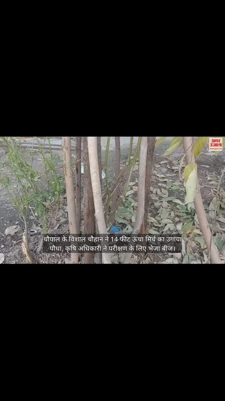 VIDEO : Chopal Vishal grew 14 feet high chilli plant