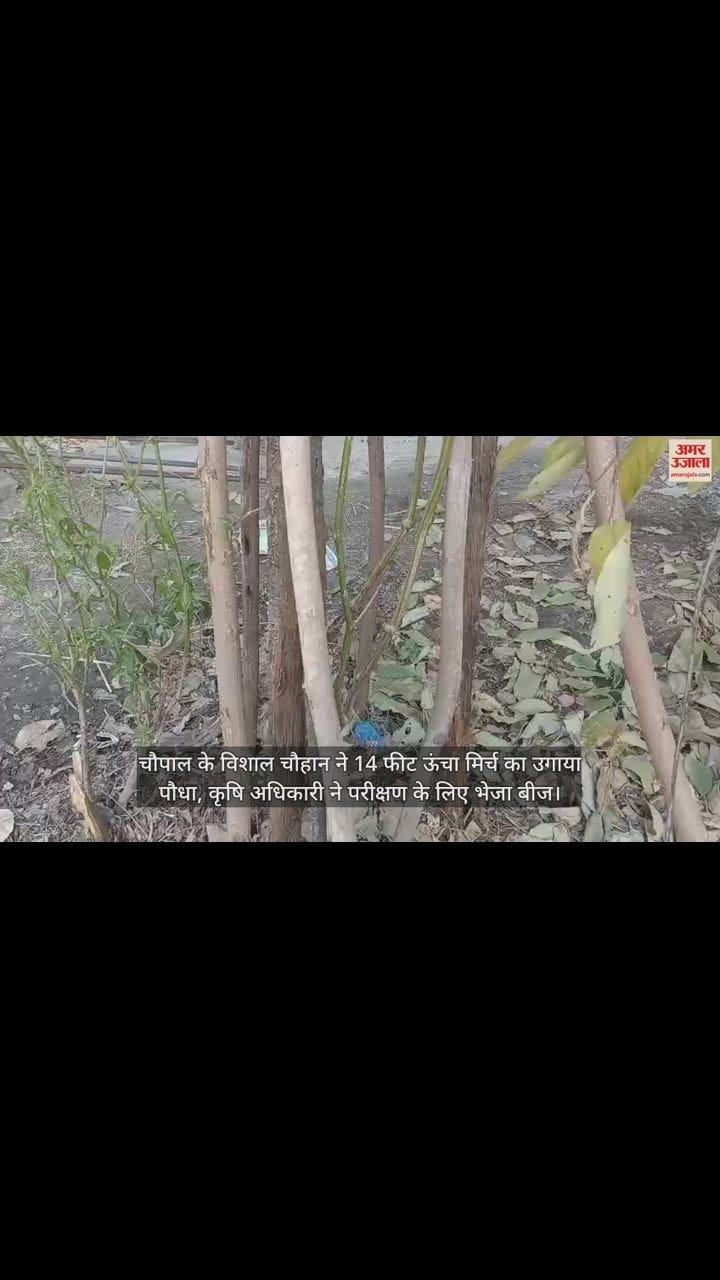 VIDEO : Chopal Vishal grew 14 feet high chilli plant