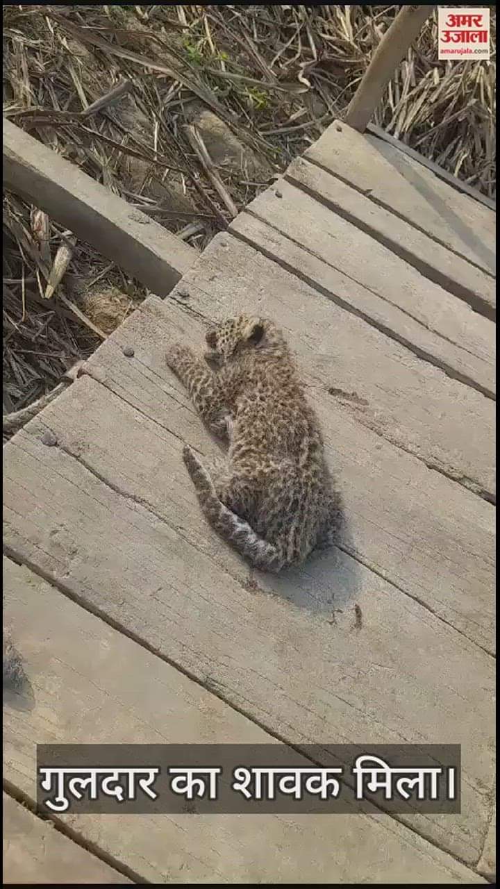 VIDEO : Guldar cub found in a field in Bijnor