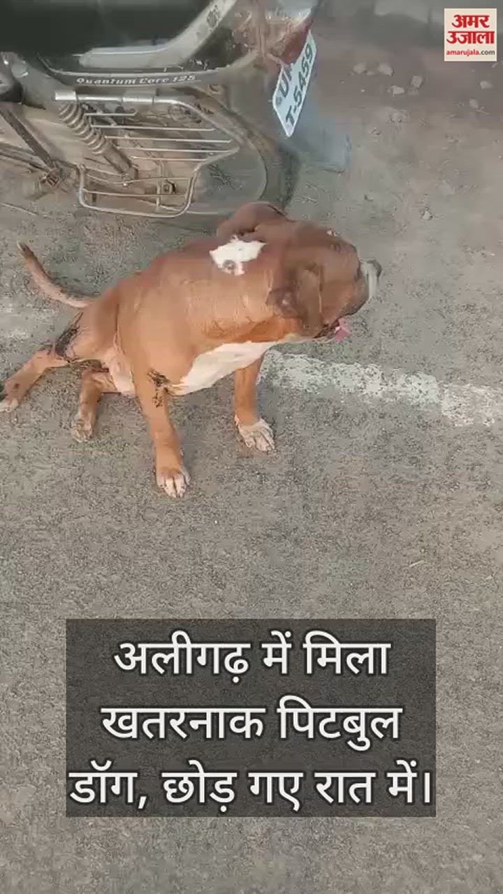 VIDEO : अलीगढ़ में मिला खतरनाक पिटबुल डॉग, छोड़ गए रात में