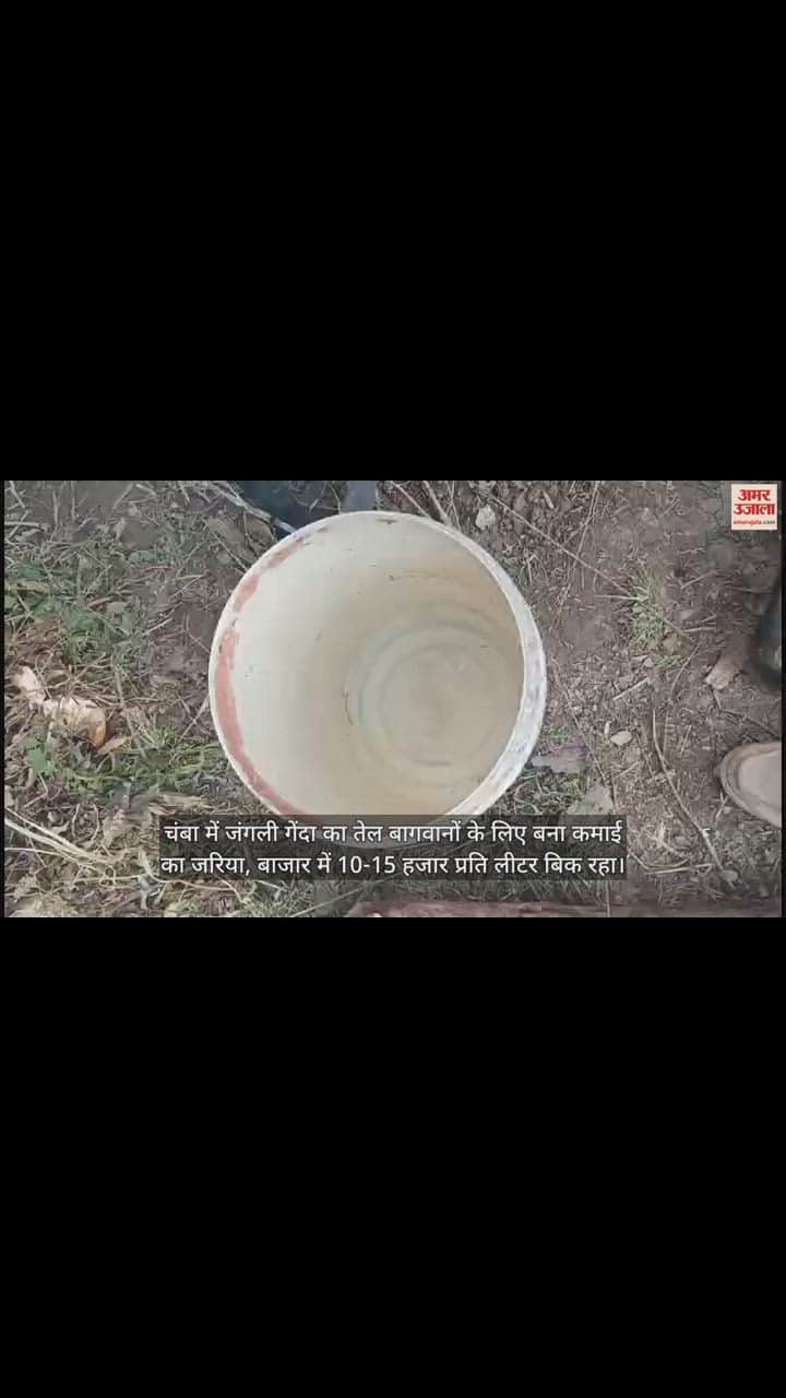 VIDEO : wild marigold oil became a source of income for gardeners In Chamba