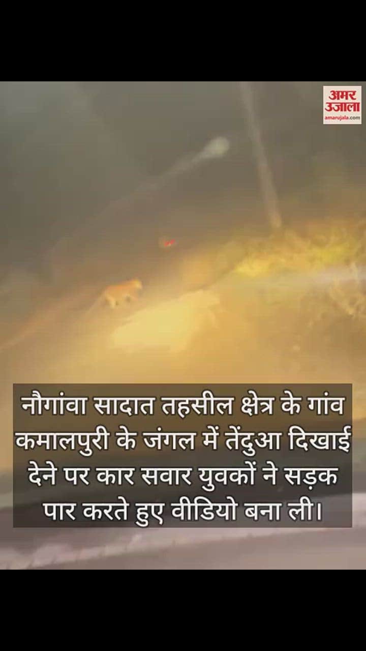 VIDEO : Leopard seen again in the forest of Kamalpuri