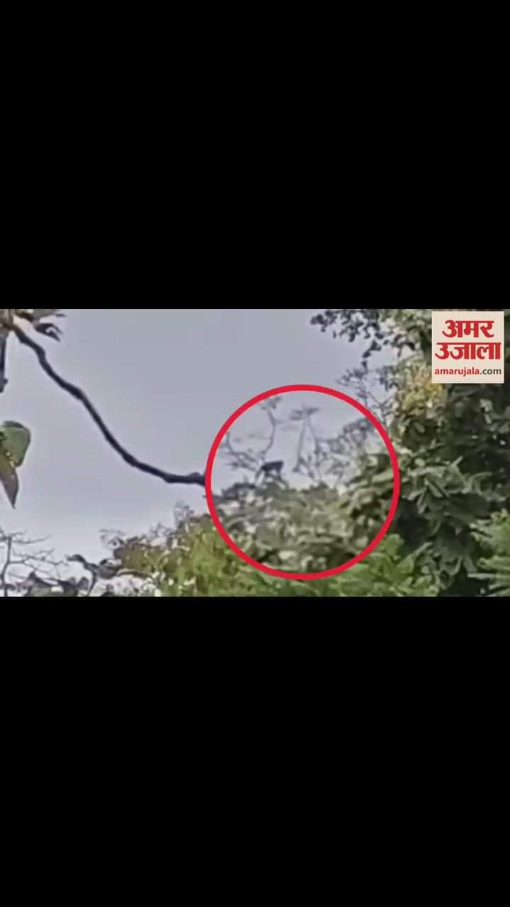 VIDEO : गरियाबंद के वनांचल क्षेत्र छुरा में फिर दिखा तेंदुआ, दहशत का माहौल