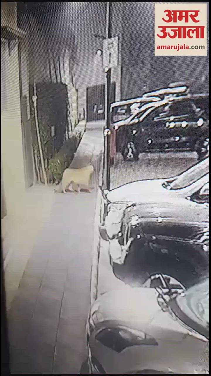 VIDEO : A  Leopard Seen In Ludhiana