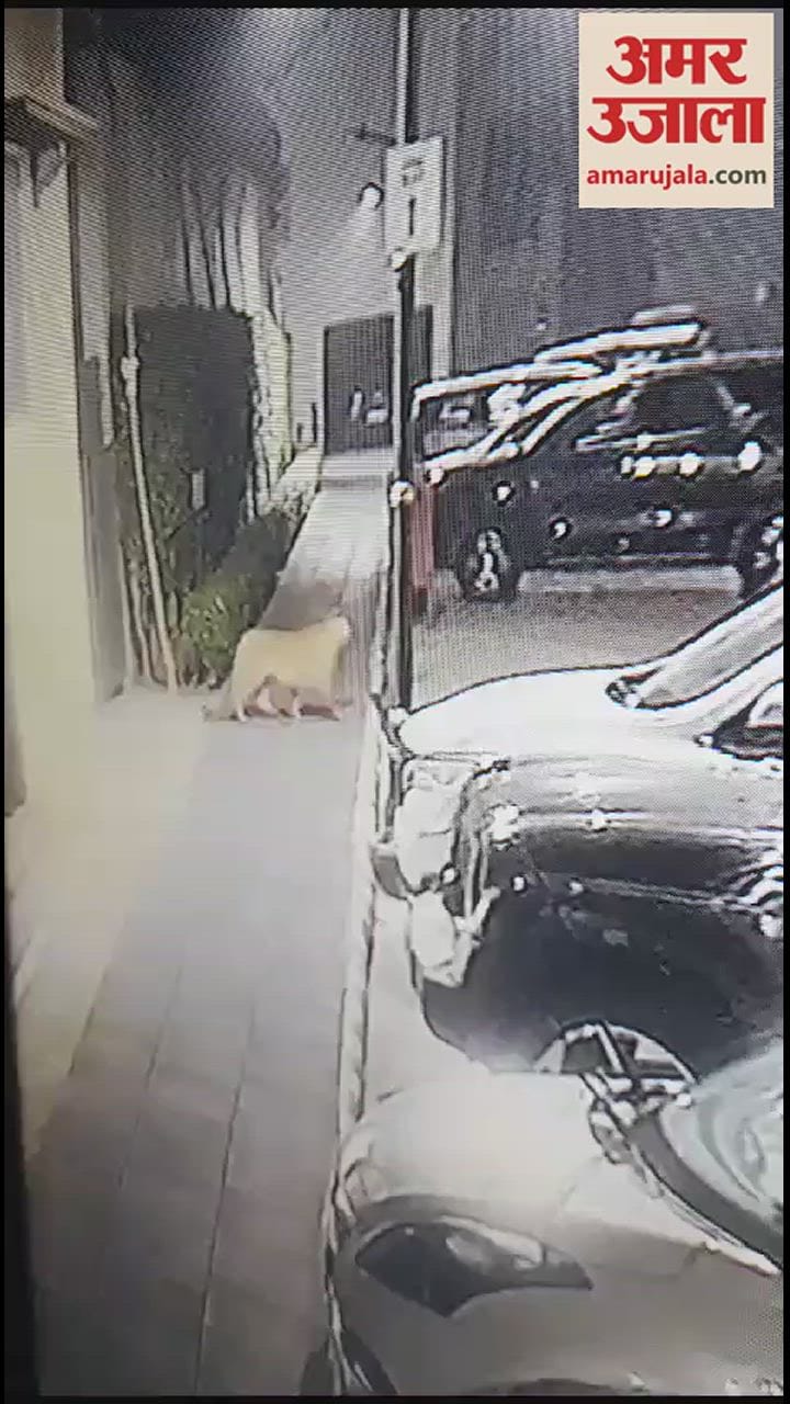 VIDEO : A  Leopard Seen In Ludhiana