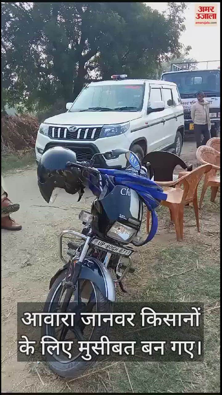 VIDEO : आवारा पशु कर रहे थे फसल बर्बाद, फिर किसानों ने किया ऐसा कारनामा; दौड़े-दौड़े पहुंचे अधिकारी