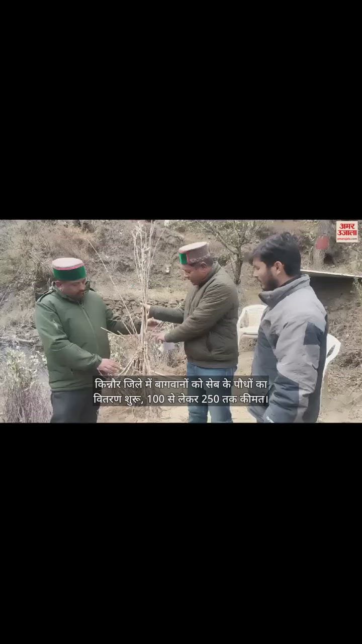 VIDEO : Distribution of apple plants to gardeners started in Kinnaur district, prices ranging from Rs 100 to Rs 250.