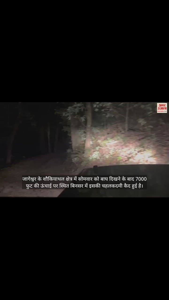 VIDEO : अब 7000 फुट की ऊंचाई पर दिखा बाघ, डीएफओ ने बनाया वीडियो, यहां से भटककर आने की कही बात