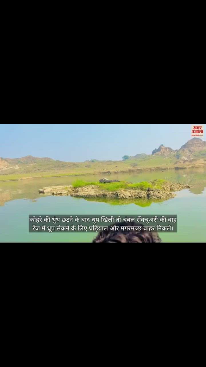 VIDEO : आगरा में चंबल सेंक्चुअरी की बाह रेंज में धूप सेकने नदी के बाहर निकले घड़ियाल और मगरमच्छ