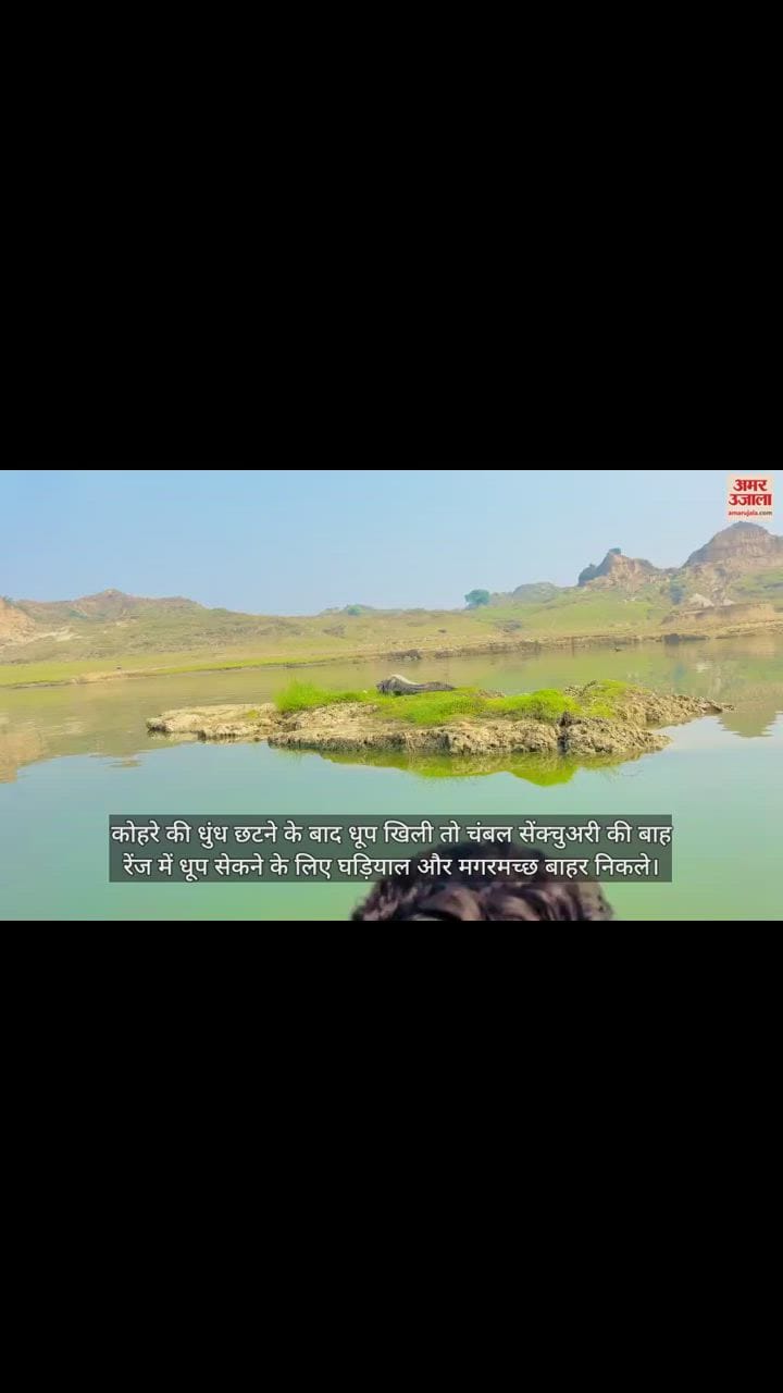 VIDEO : आगरा में चंबल सेंक्चुअरी की बाह रेंज में धूप सेकने नदी के बाहर निकले घड़ियाल और मगरमच्छ