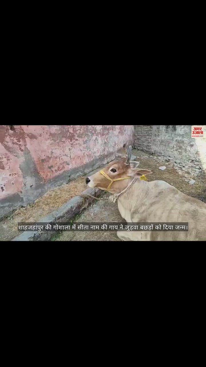 VIDEO : गोशाला में सीता नाम की गाय ने जुड़वा बछड़ों को दिया जन्म, लव-कुश रखे नाम