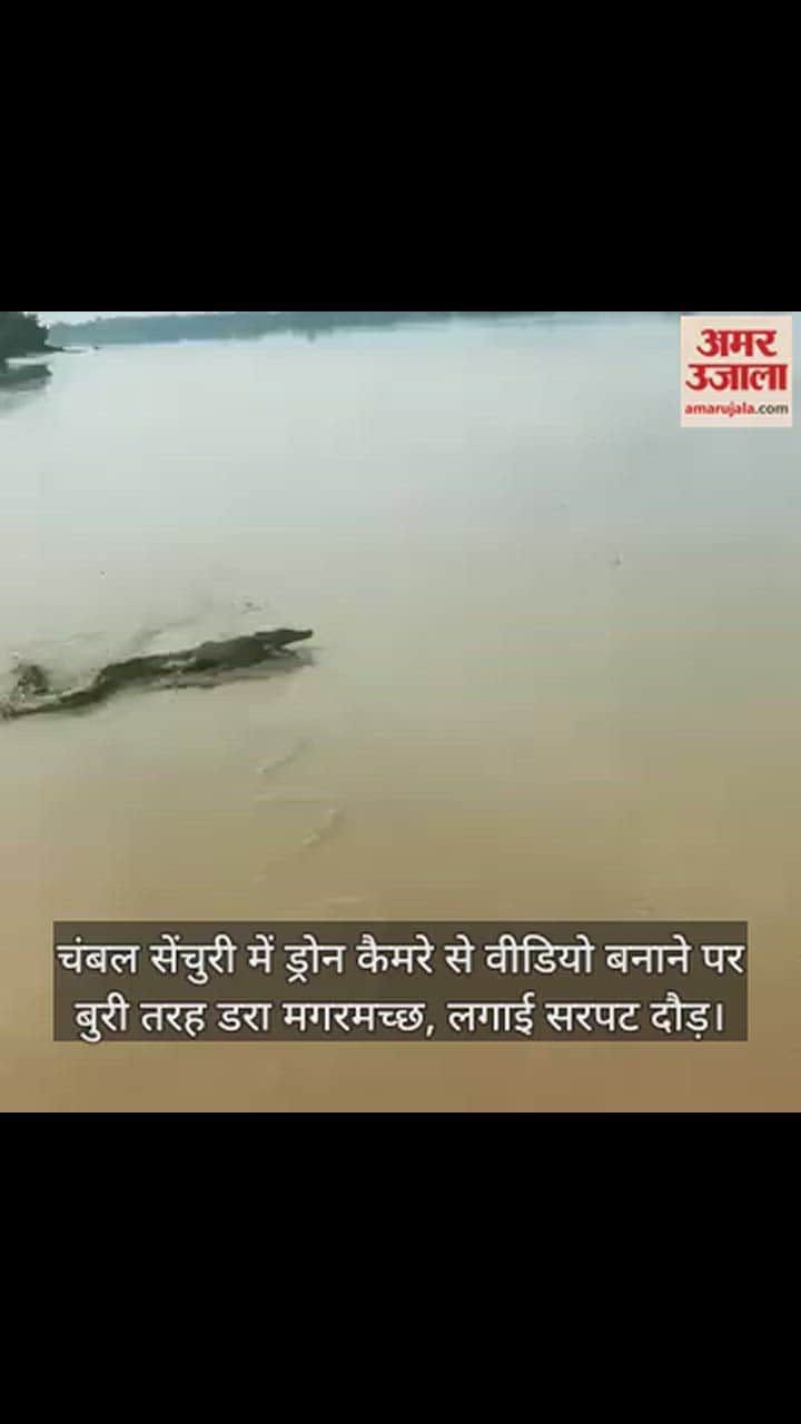 VIDEO : चंबल सेंचुरी में ड्रोन कैमरे की आवाज से बुरी तरह डरा मगरमच्छ, इतनी तेज भागा कि देखने वाले रह गए हैरान