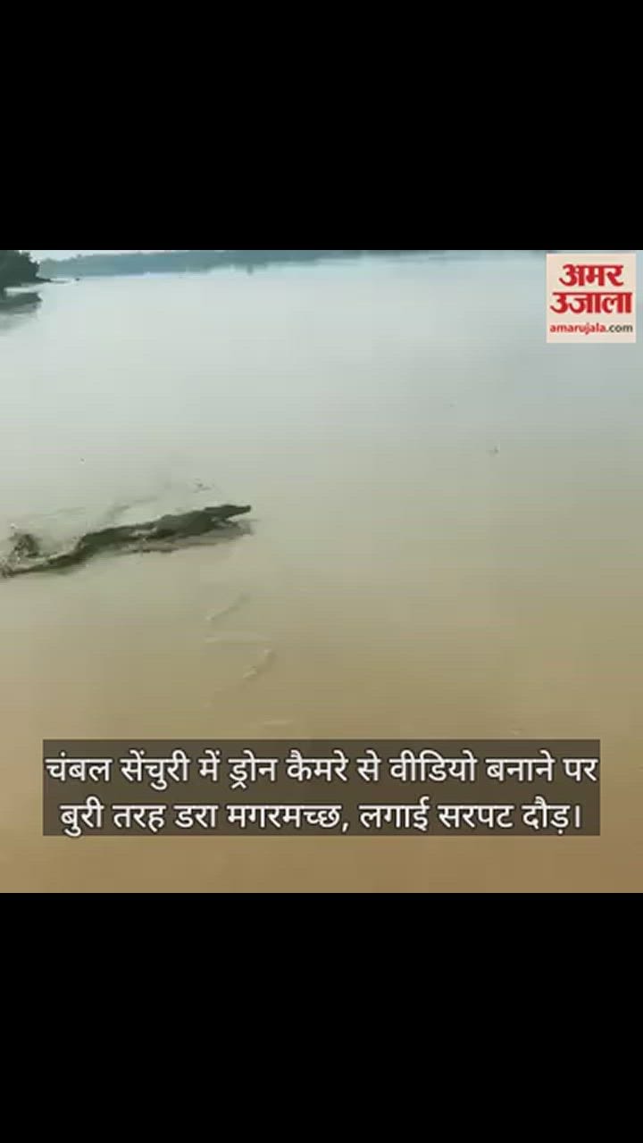VIDEO : चंबल सेंचुरी में ड्रोन कैमरे की आवाज से बुरी तरह डरा मगरमच्छ, इतनी तेज भागा कि देखने वाले रह गए हैरान