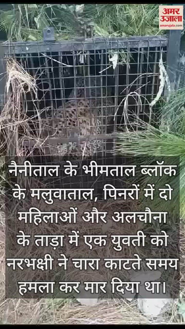 VIDEO : आखिरकार फंस ही गया आदमखोर!: पिंजरे में कैद खूंखार की दहाड़ देख कांप उठे ग्रामीण, देखें वीडियो