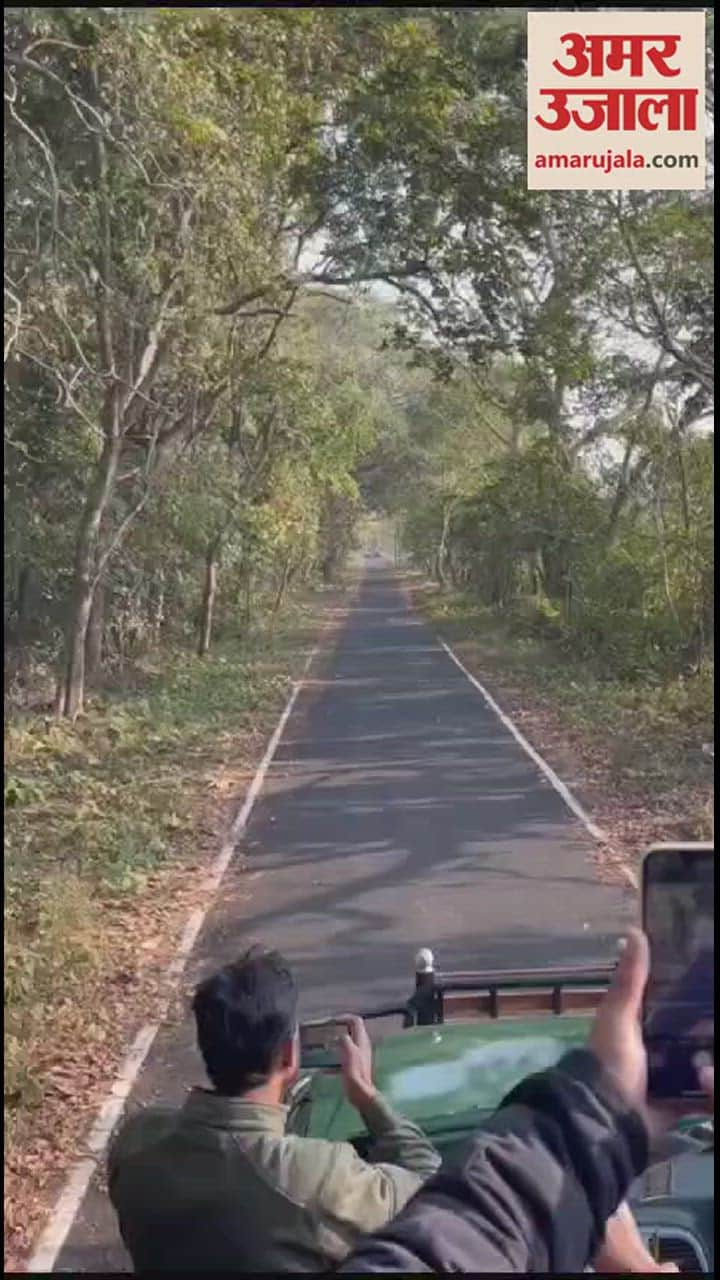 VIDEO : सड़क पर बाघों की सैर... नजारा देख जंगल सफारी कर रहे सैलानी हुए रोमांचित