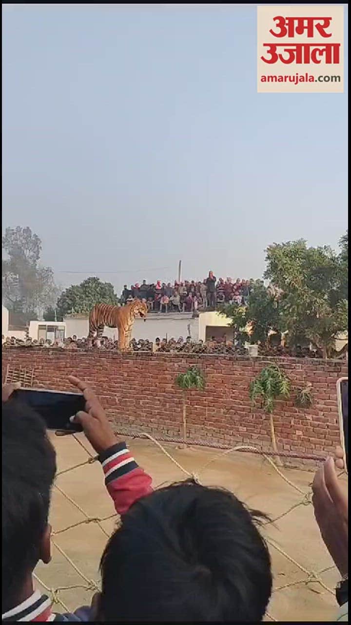 VIDEO : पीलीभीत में आधी रात किसान के घर में घुसा बाघ, गांव में फैली दहशत