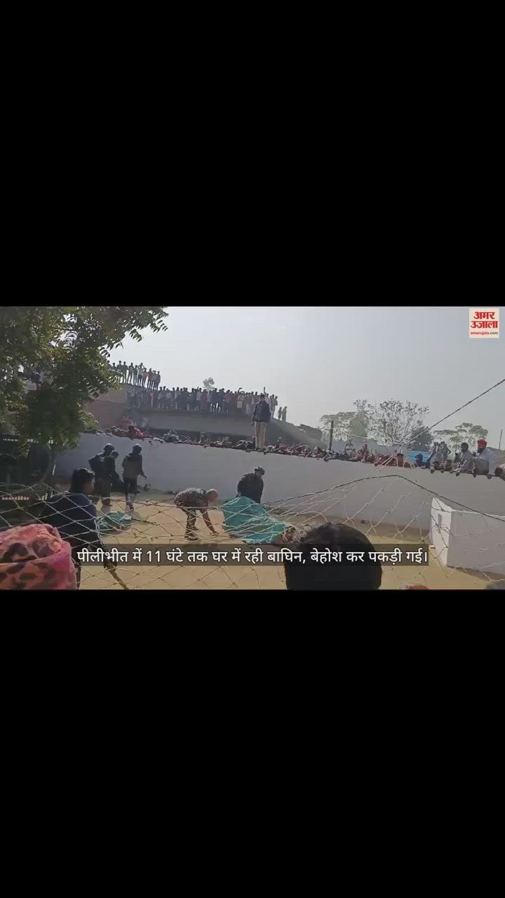 VIDEO : पीलीभीत में 11 घंटे तक घर में रही बाघिन, बेहोश कर पकड़ी गई, देखें रेस्क्यू का वीडियो