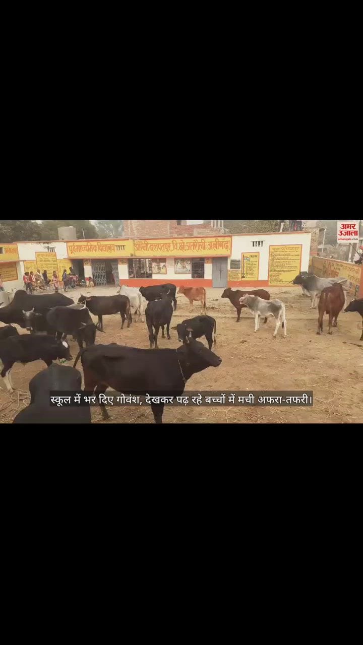 VIDEO : स्कूल में भर दिए गोवंश, देखकर पढ़ रहे बच्चों में मची अफरा-तफरी