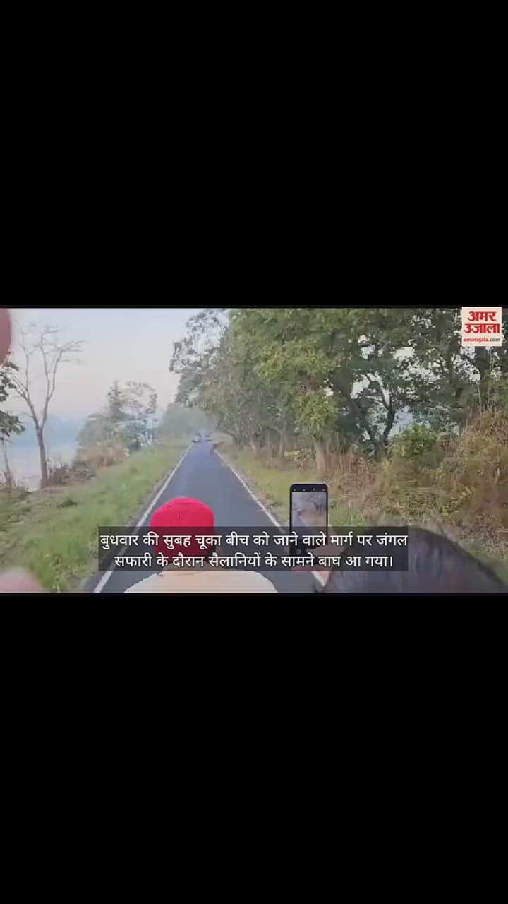 VIDEO : अचानक सैलानियों के सामने आ गया टाइगर... थम गईं सांसें और खामोश हो गई जुबां