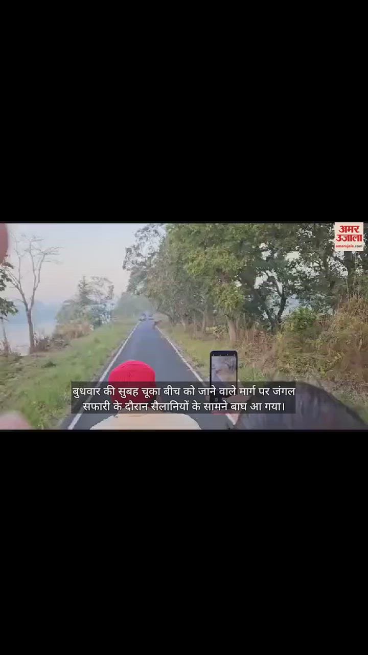 VIDEO : अचानक सैलानियों के सामने आ गया टाइगर... थम गईं सांसें और खामोश हो गई जुबां
